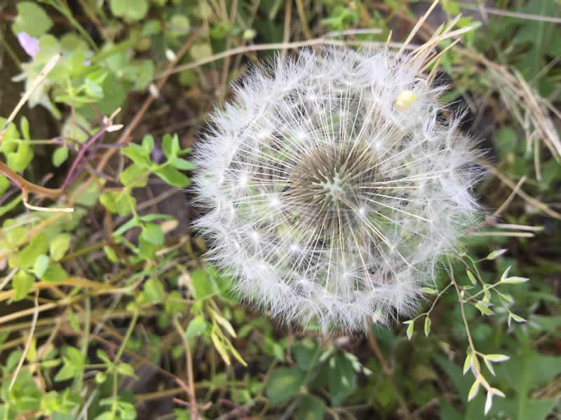 Semillas de Diente de León