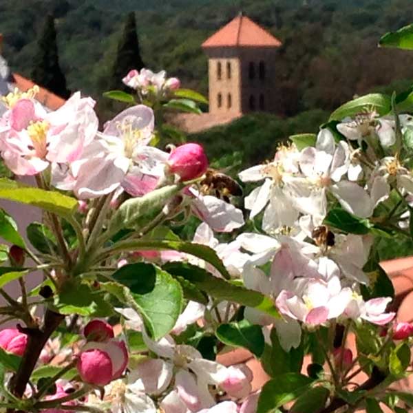 Curso online de flores de Bach - Mama Salud Natural