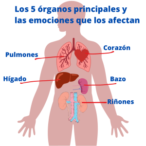 Como nos afectan las emociones positivas y negativas a nuestro cuerpo